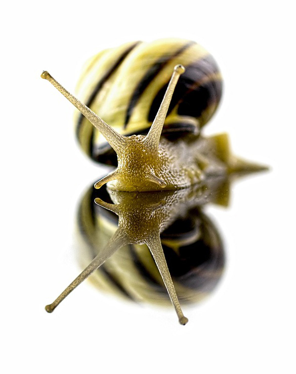 Snail shells - chirality in nature